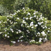gardenia augusta Crown Jewel