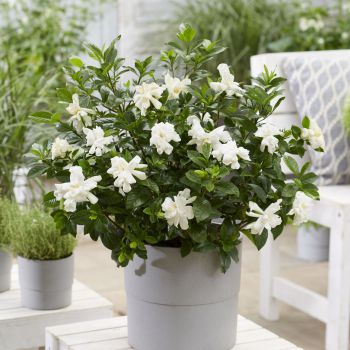 gardenia jasminoides Double Diamonds