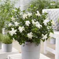 Gardenia Double Diamonds