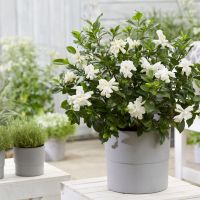 Gardenia Double Diamonds