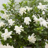 gardenia jasminoides Double Diamonds