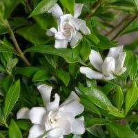 gardenia hybride seleziona...Fool Proof
