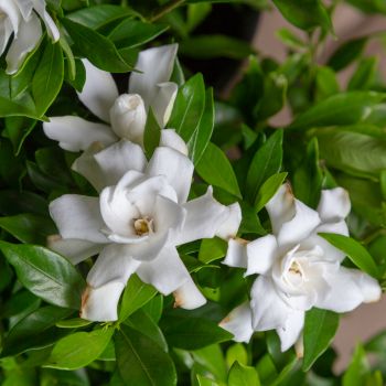 gardenia hybride seleziona...Fool Proof