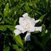 gardenia hybride seleziona...Fool Proof