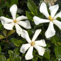 Gardenia Pinwheel
