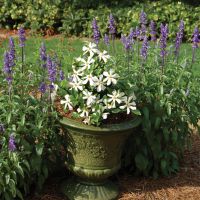 gardenia jasminoides Pinwheel