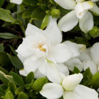 Gardenia Summer Snow