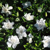 Gardenia Summer Snow
