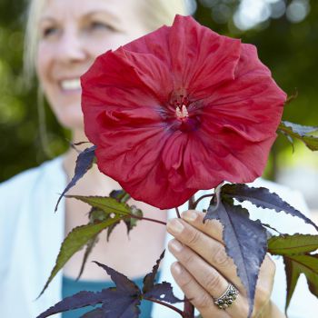 hibiscus moscheutos carousel ®Red Wine