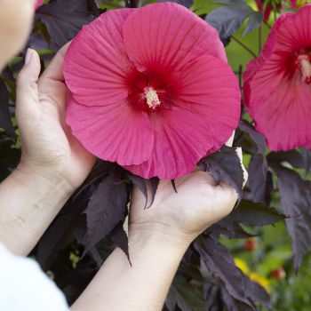 hibiscus moscheutos carousel ®Pink Passion