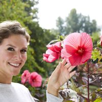 hibiscus moscheutos carousel ®Pink Passion