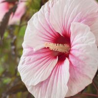 hibiscus moscheutos carousel ®Pink Candy