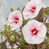 hibiscus moscheutos carousel ®Pink Candy