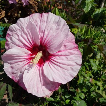 hibiscus moscheutos carousel ®Pink Candy