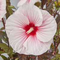 hibiscus moscheutos carousel ®Pink Candy