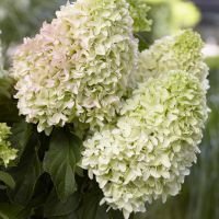 Hydrangea Little Fresco