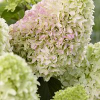 Hydrangea Little Fresco