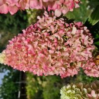 hydrangea paniculata Little Fresco
