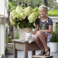 hydrangea paniculata Little Fresco