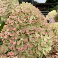Hydrangea Pixio