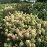 hydrangea paniculata Pixio