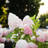Hydrangea Pink & Rose