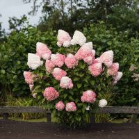 Hydrangea Pink & Rose