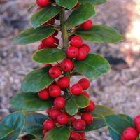 Ilex Red Dot®