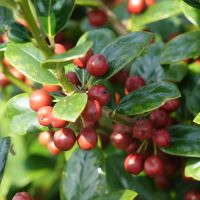 Ilex Red Dot®