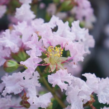 lagerstroemia indica with loveBabe