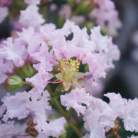 Lagerstroemia Babe