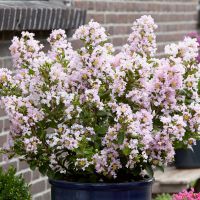 lagerstroemia indica with loveBabe