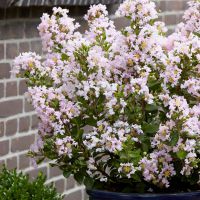 lagerstroemia indica with loveBabe