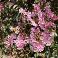Lagerstroemia Choco Pink