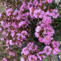 Lagerstroemia Choco Pink