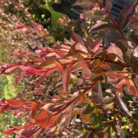 lagerstroemia hybride gourmetChoco Pink