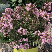lagerstroemia hybride gourmetChoco Pink