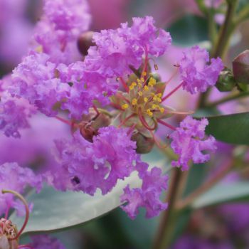 lagerstroemia indica with loveEternal