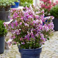 Lagerstroemia Eternal