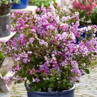 lagerstroemia indica with loveEternal