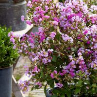 lagerstroemia indica with loveEternal