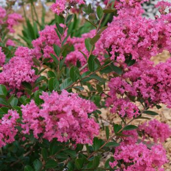 lagerstroemia indica with loveGirl