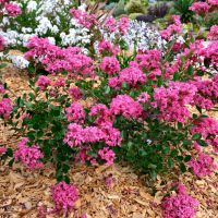 lagerstroemia indica with loveGirl