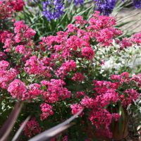lagerstroemia indica with loveGirl