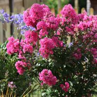 lagerstroemia indica with loveGirl