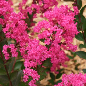 lagerstroemia indica with loveKiss