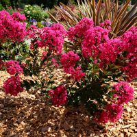 lagerstroemia indica with loveKiss