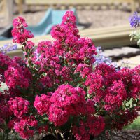 lagerstroemia indica with loveKiss