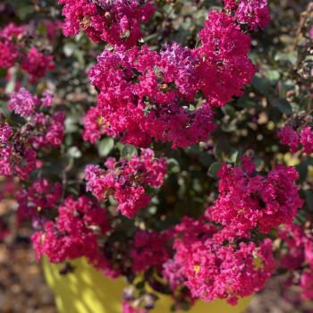 lagerstroemia hybride gourmetRed Red Wine