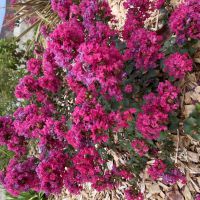 Lagerstroemia Red Red Wine